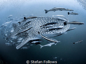 Pour

Whale Shark - Rhincodon typus

Sail Rock, Thailand by Stefan Follows 